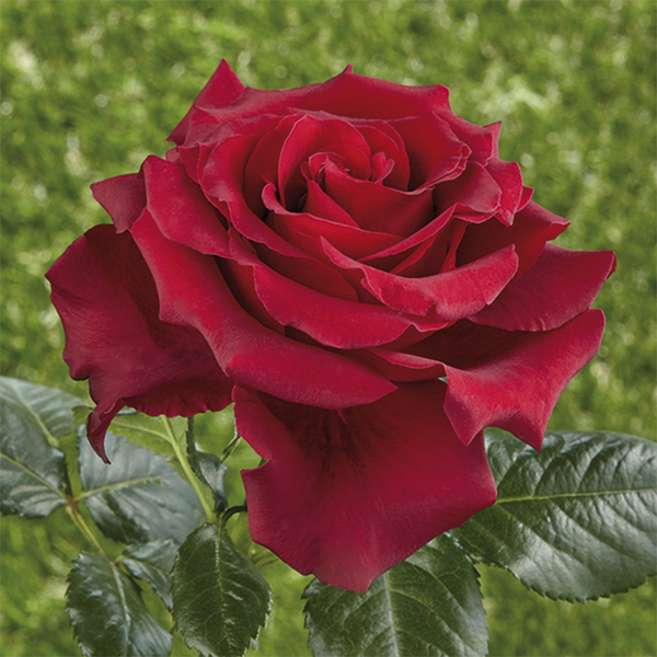 Rosa híbrida de té