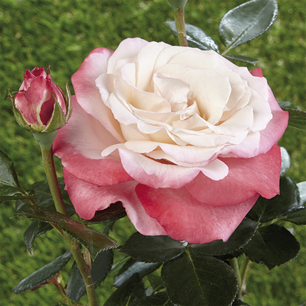 Rosa de arriate