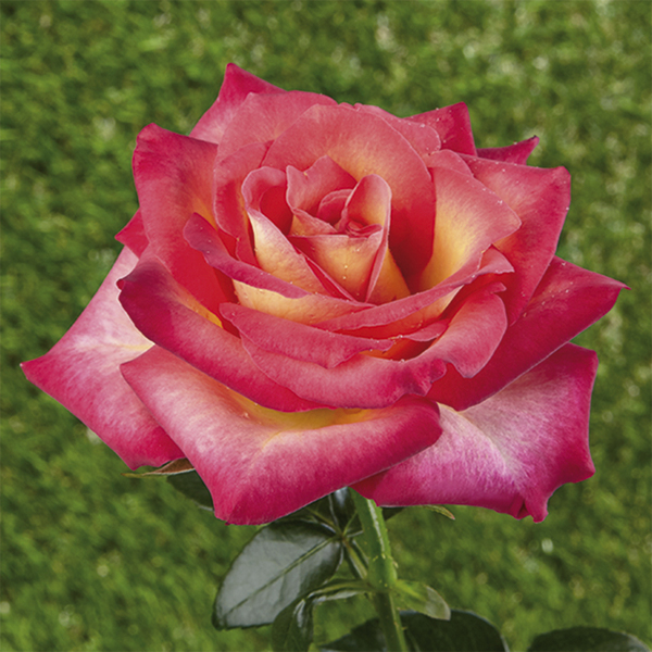 Rosa mini - enana